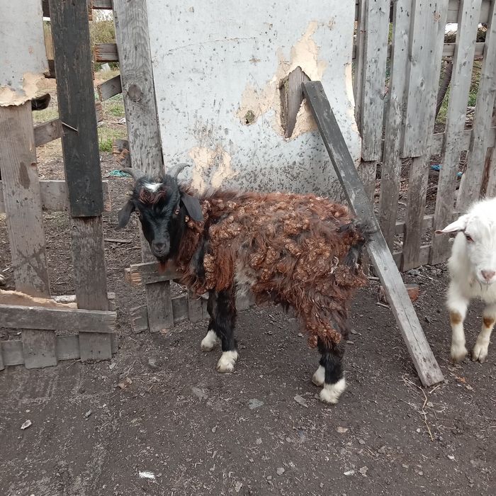 Срочно Продам козлят