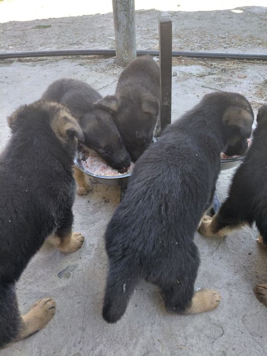 Продам щенят немецкой овчарки