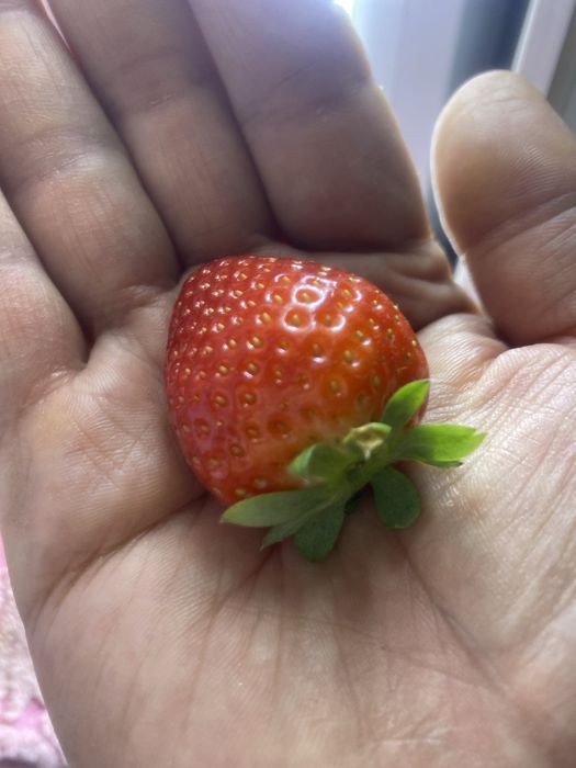 Свежая клубника/ кулупной