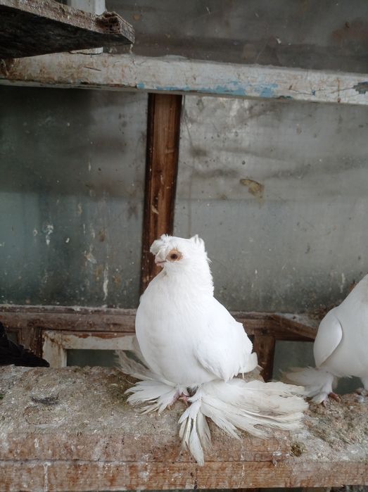 Голуби самец молодой