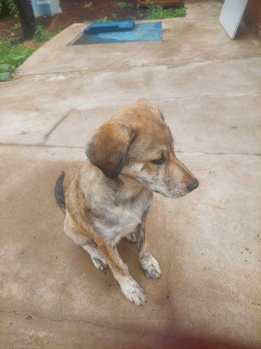 Отдадим 2-х щеночков