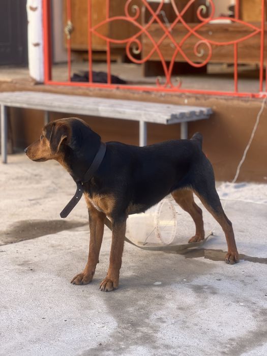 Гончий охотничи собака