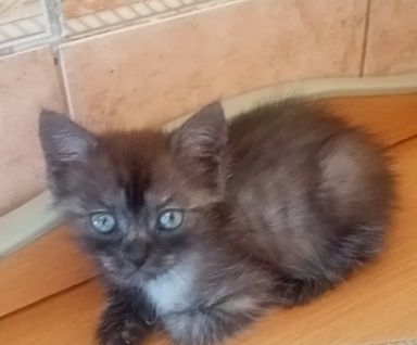 Шотландские котята (голубой дым)