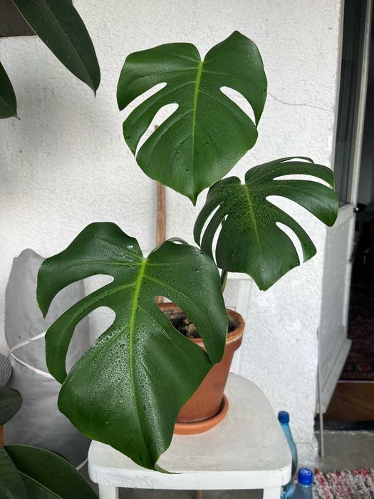 Monstera Deliciosa