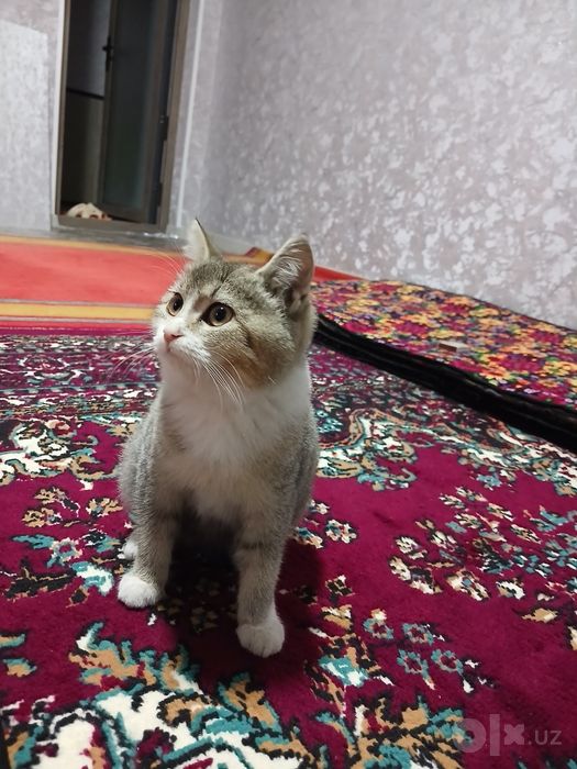 Mushuk:zolotoy shinshila kobbi