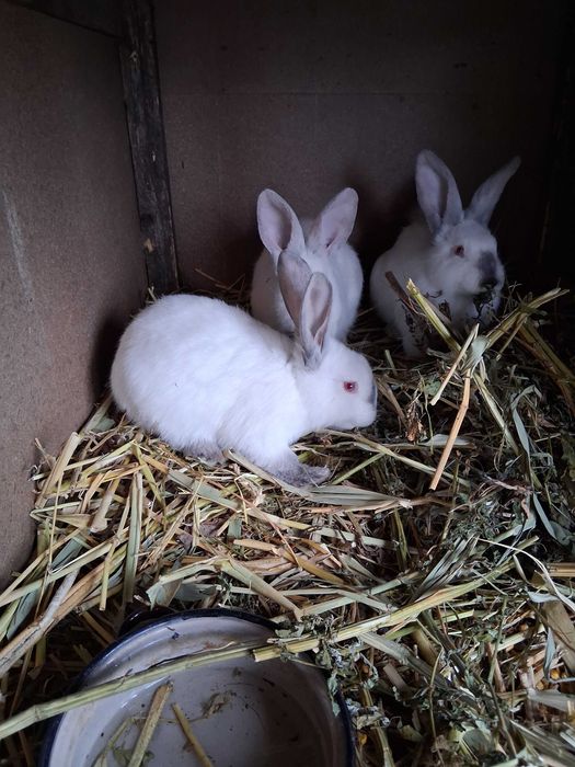 Femele urias de Transilvania