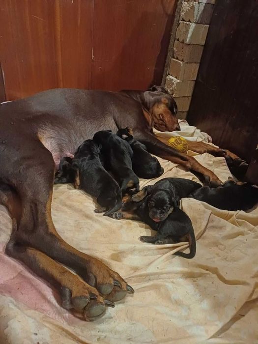 Расови Добермани на 8 месеца, от развъдник Елит Доберман, Варна