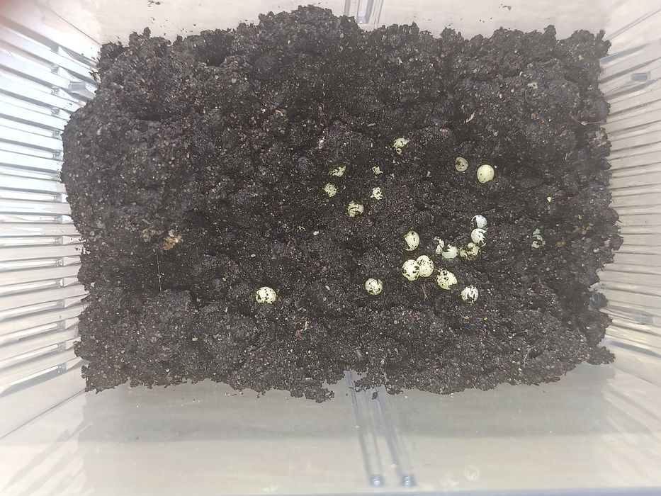 Продам улиток ахатин