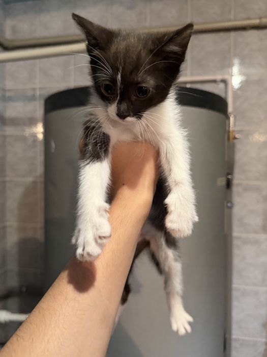 Котятя Алматы!!!