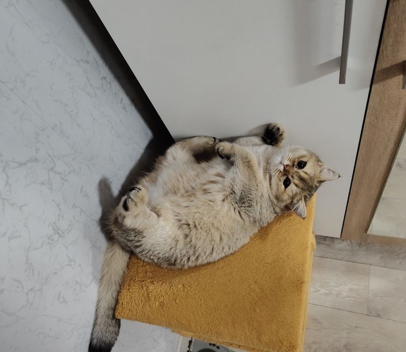 Котёнок Британец Шиншилла кобби типа