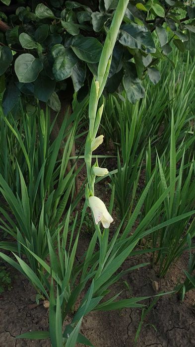 Bulbi de gladiole de vânzare