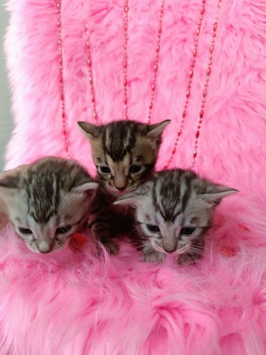 Продам бенгальских котят