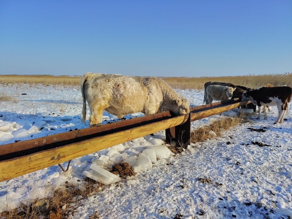 Бычок аулекол 5 г