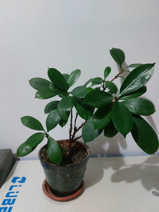 Ореховый фикус (многолетний)