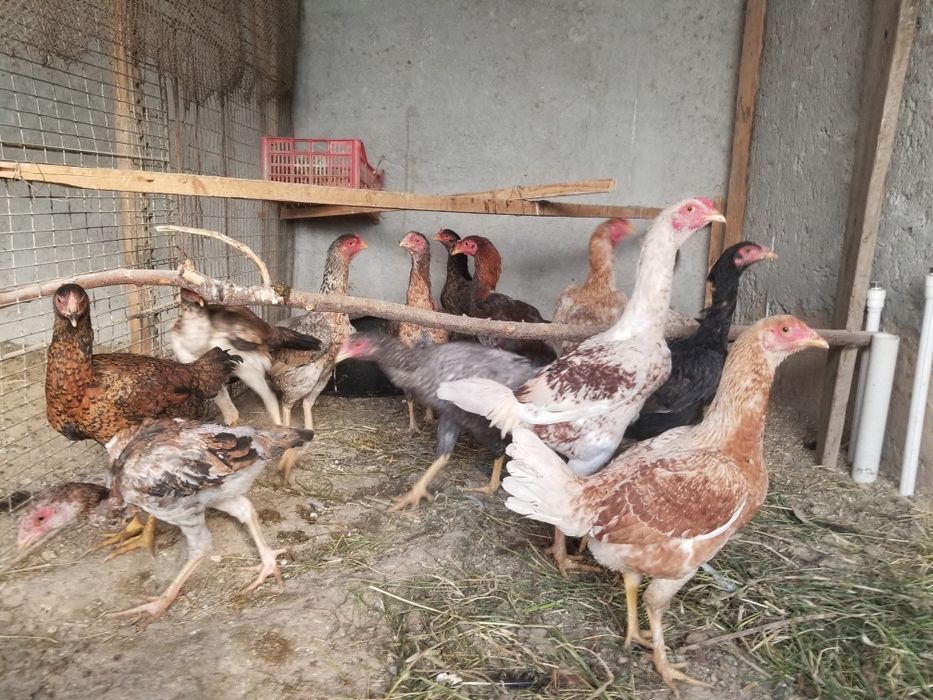 Xoroz sotiladi dakan juja