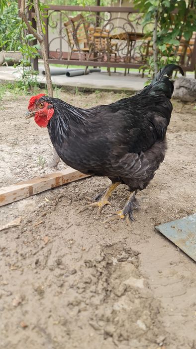 Xorozlar 2 ta, paypoqli