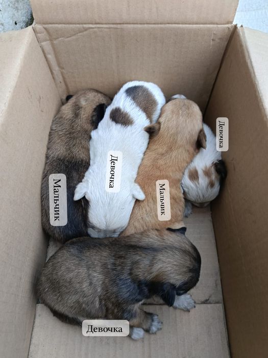 Отдам в хорошие руки