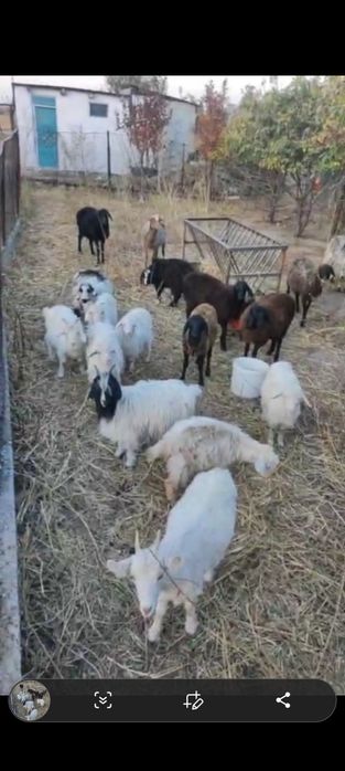 Қой Қозы Ешкі Лақ