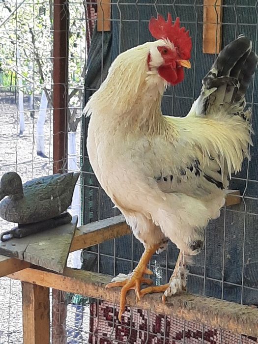 Pasari de casa de rasa