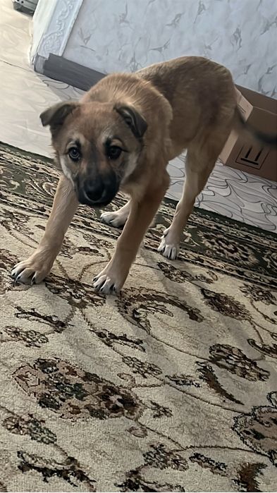 Отдаём щенка девочку в хорошие руки