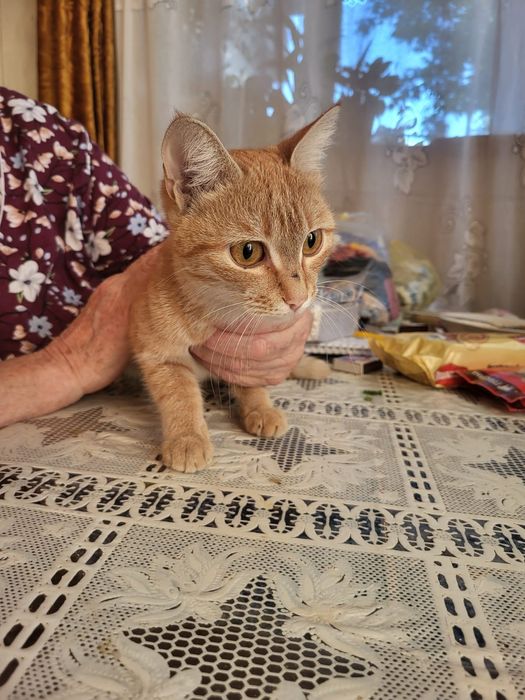 Пришахтинск.Котят в добрые руки.