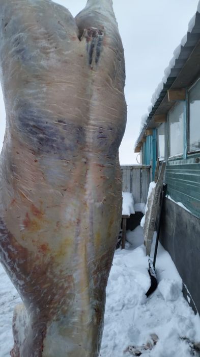 Продаю тай елі қазы