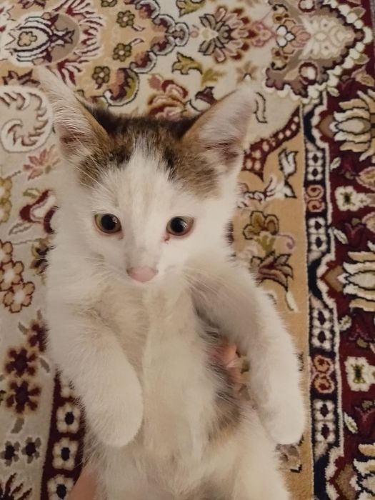 Mushuk bolasi  tekinga