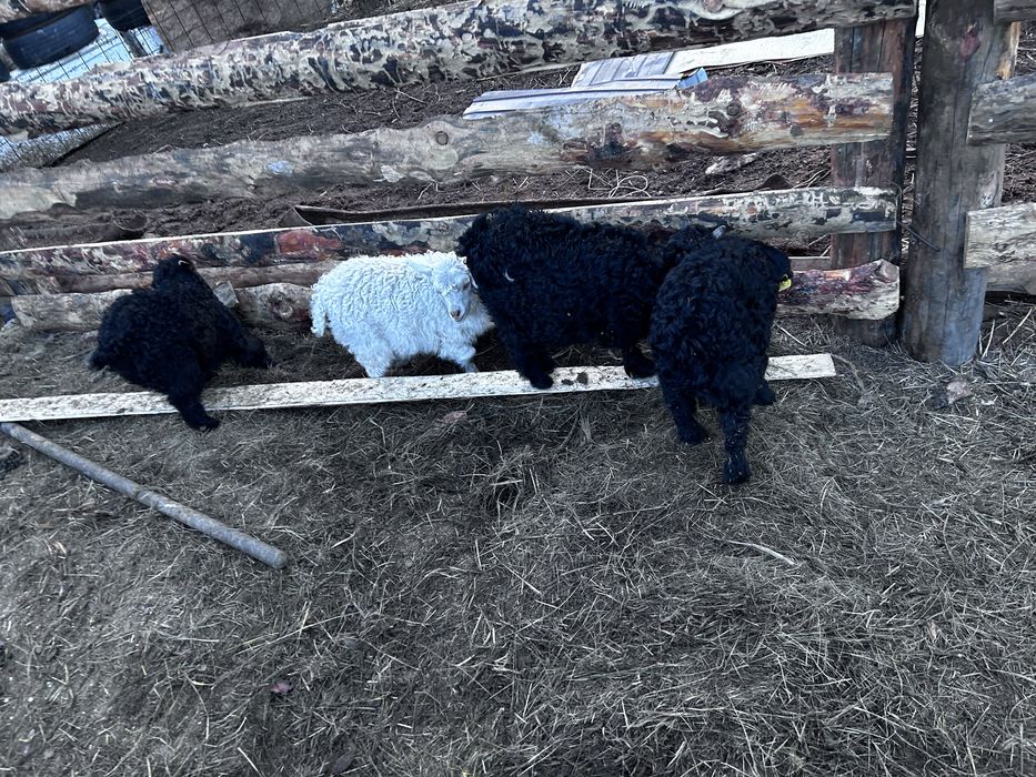 Продам коз,Ешки сатылад