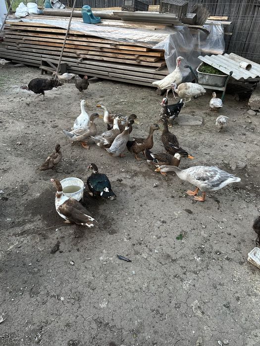 Rate de vanzare mite si galagioase