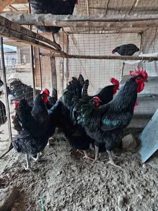 Кора Шахзода  тухумлари