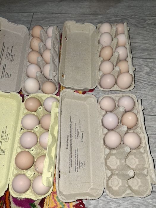 Oua brahma de incubat