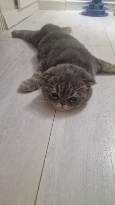 Отдам кота вислоухого в добрые руки
