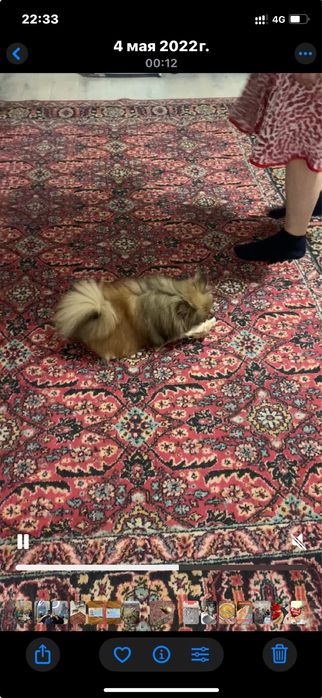 Пропал  собака плроды шпиц