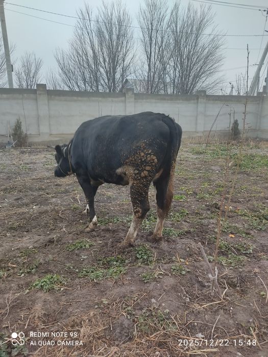 Сүті сиырдың бызауы сатылады