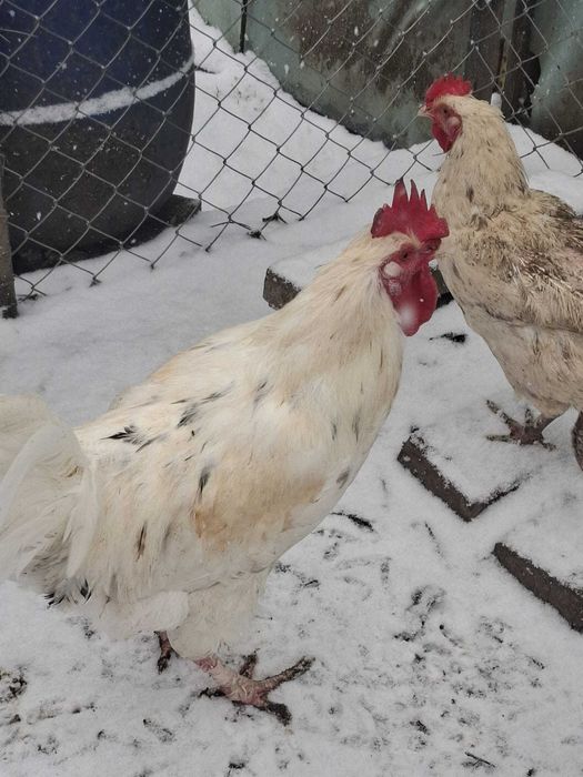 Cocos+2 gaini metise MARANS SPLASH