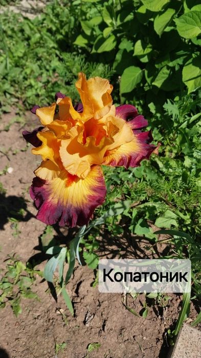 Продам сортовые ирисы