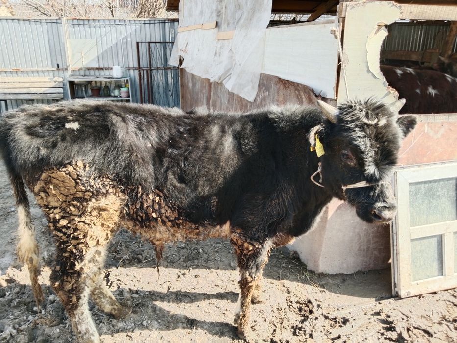 Еркек бузау бычок