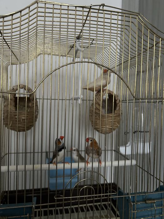 Vand/schimb zebre australiene(cinteze)