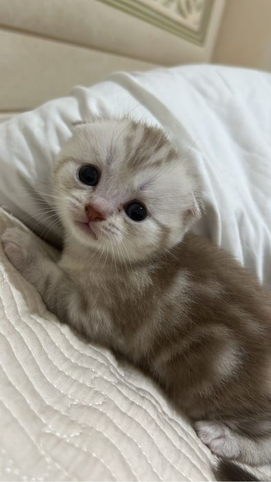 Котенок Скоттош -фолд