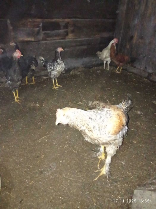 Продам петушков.