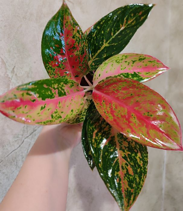 Тайские Аглаонемы