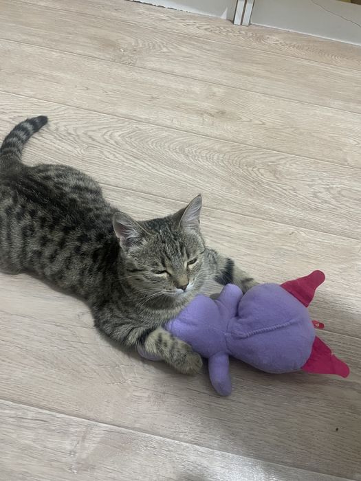 Котенок приченный
