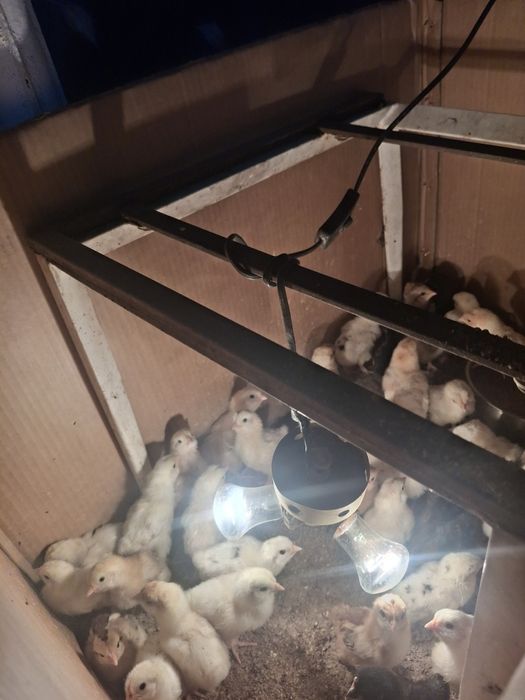 Продам недельных цыплят,смешаных пород