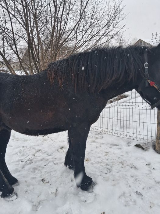 Mânz de vanzare iese de 2 ani la primăvară
