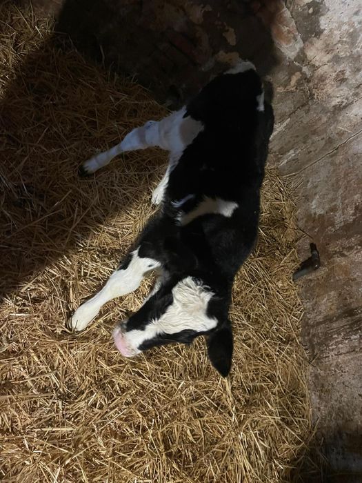 Vand doi vitei baltati