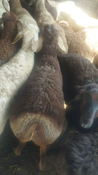 Бараны  баран баран кои Кой Баран