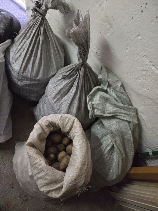 Продам домашнюю картошку