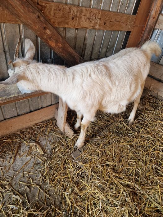 Vând capra la prima fatare