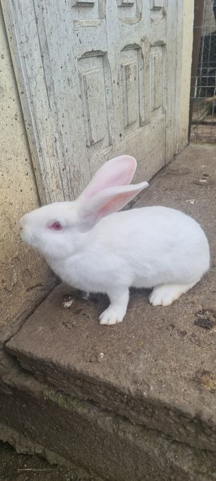 Vând iepuri hycole francez.