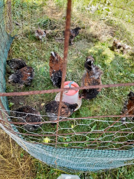 Vind pui  și ouă brahma portelan  și bobat